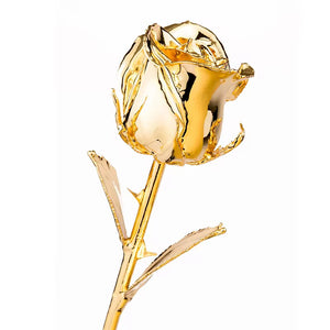 Luxury rose